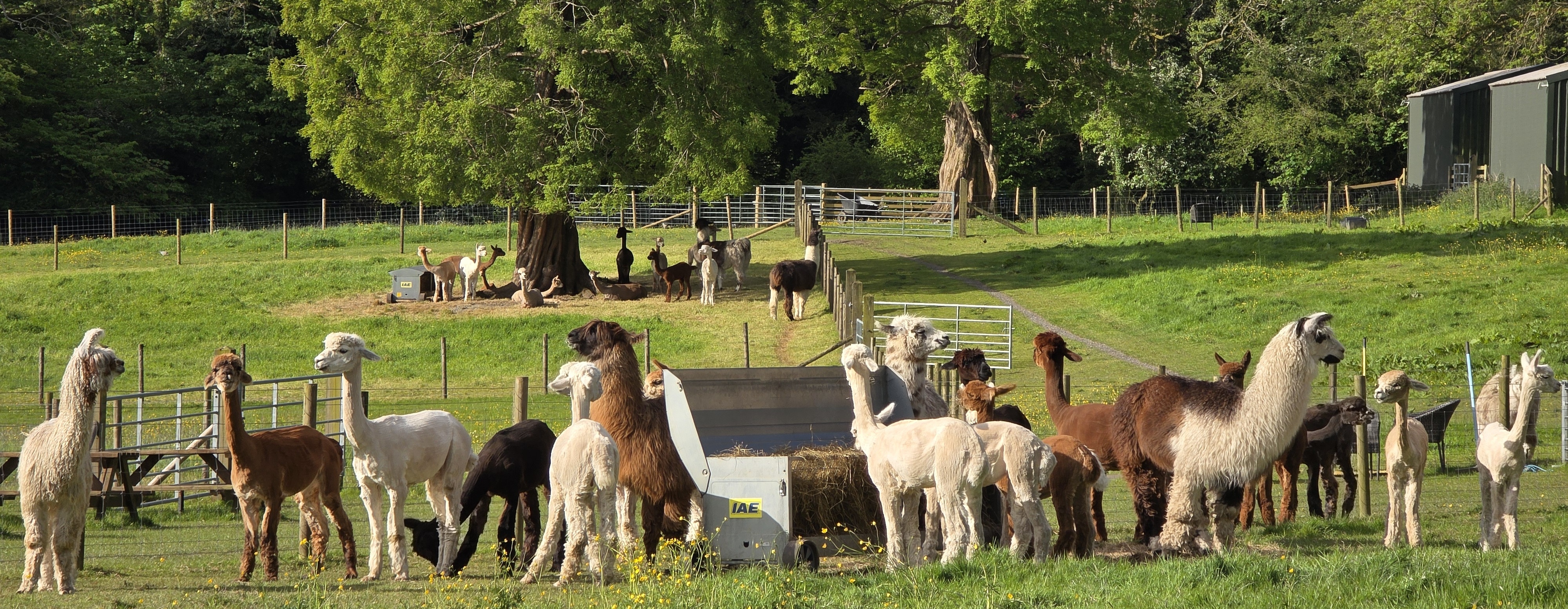 Bardsea Alpacas and Llamas