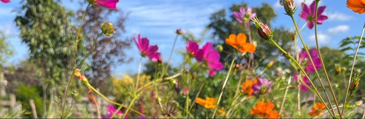The Cut Flower Garden