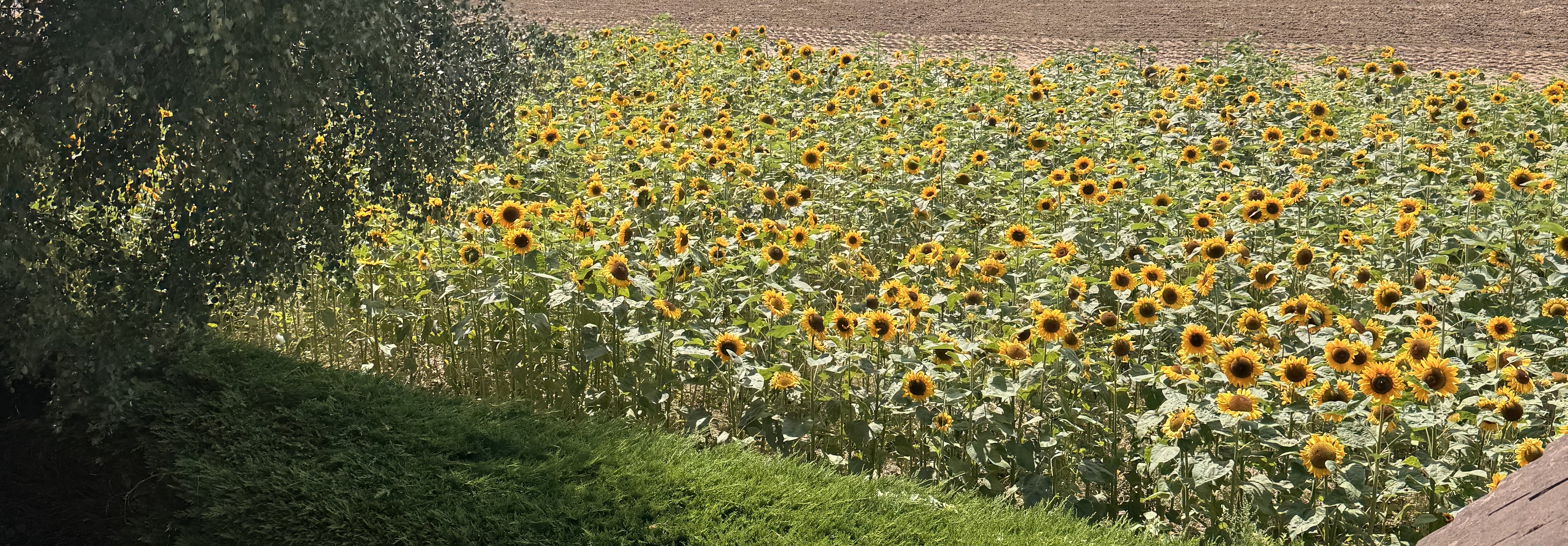 L & D Flowers LTD