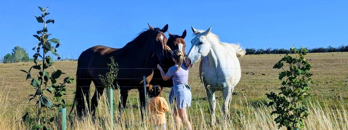 Ash Farm Equine Connection