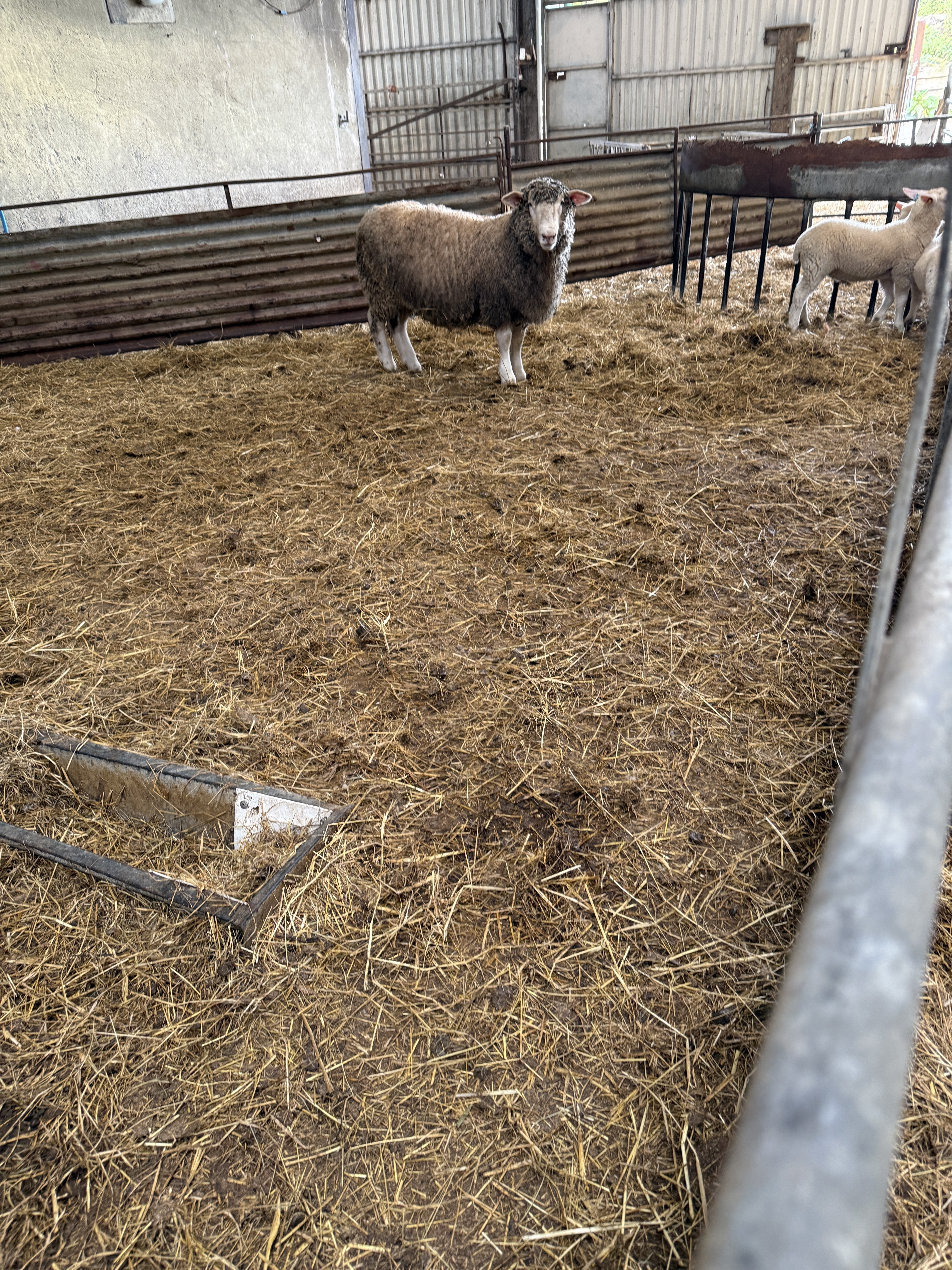 Dizzardfarm