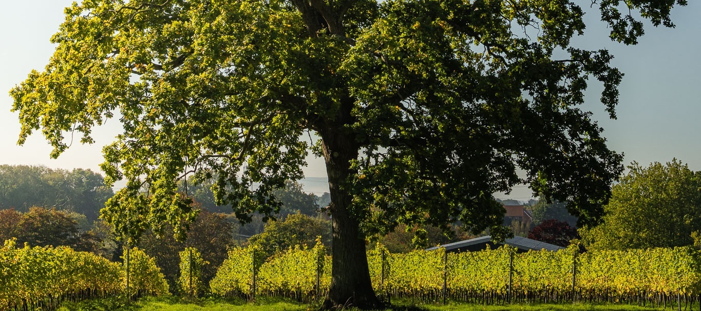 Hidden Spring Vineyard