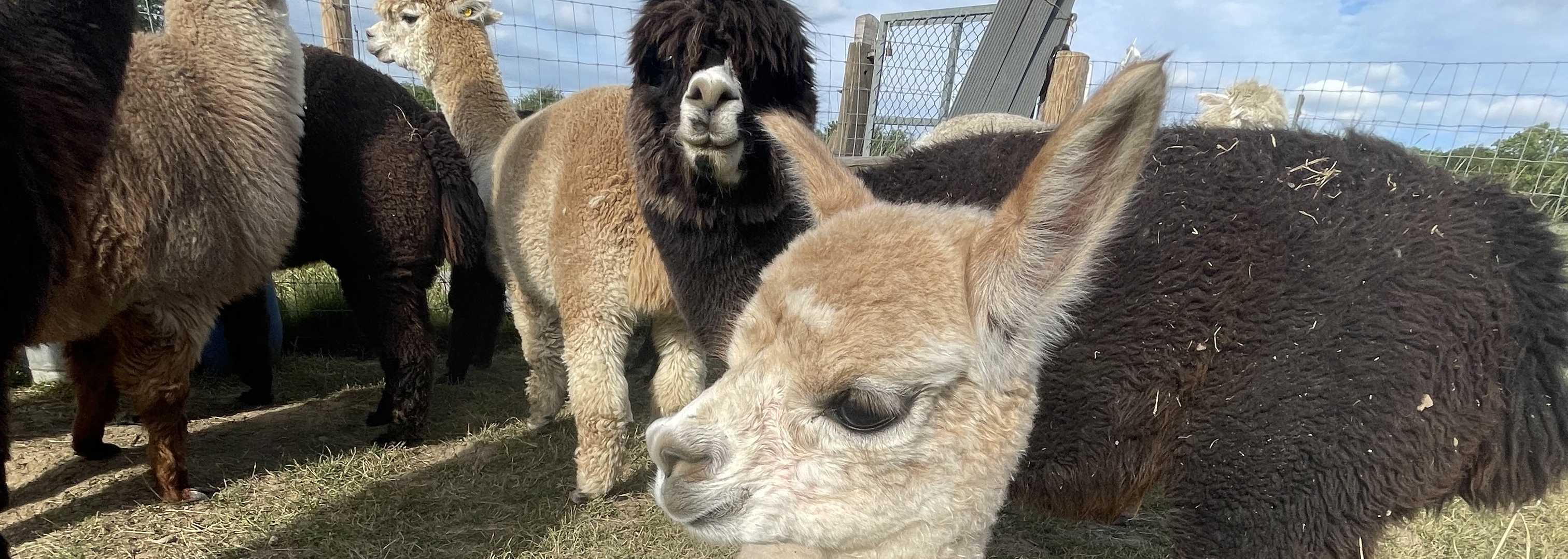 London Alpacas