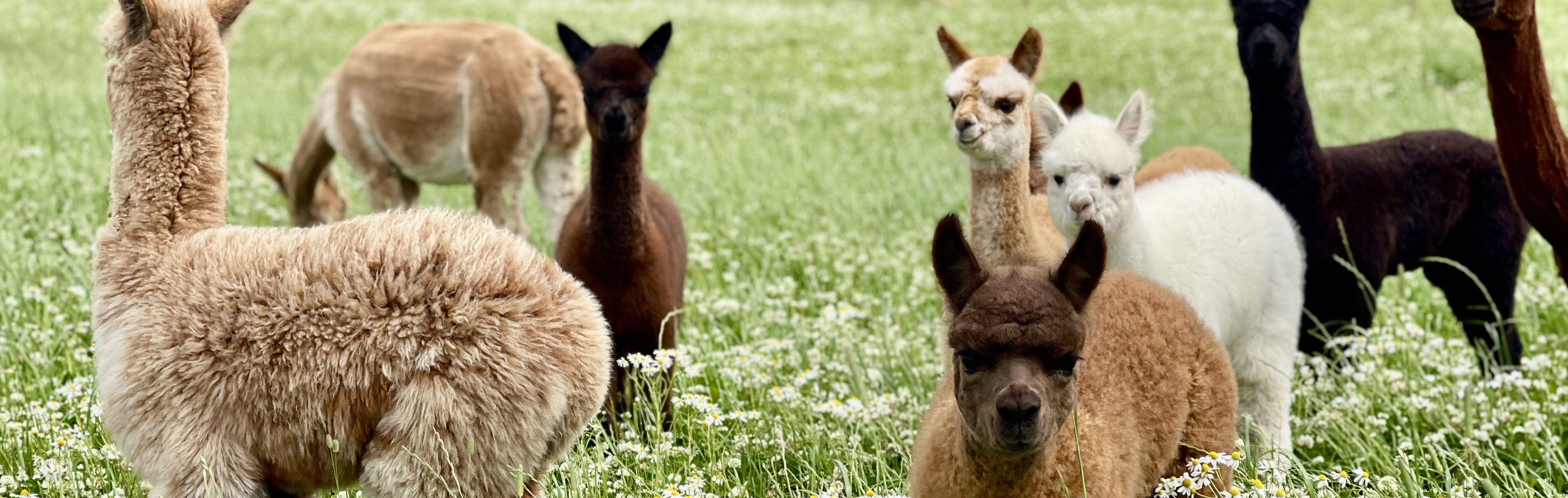 Natterjack Alpacas
