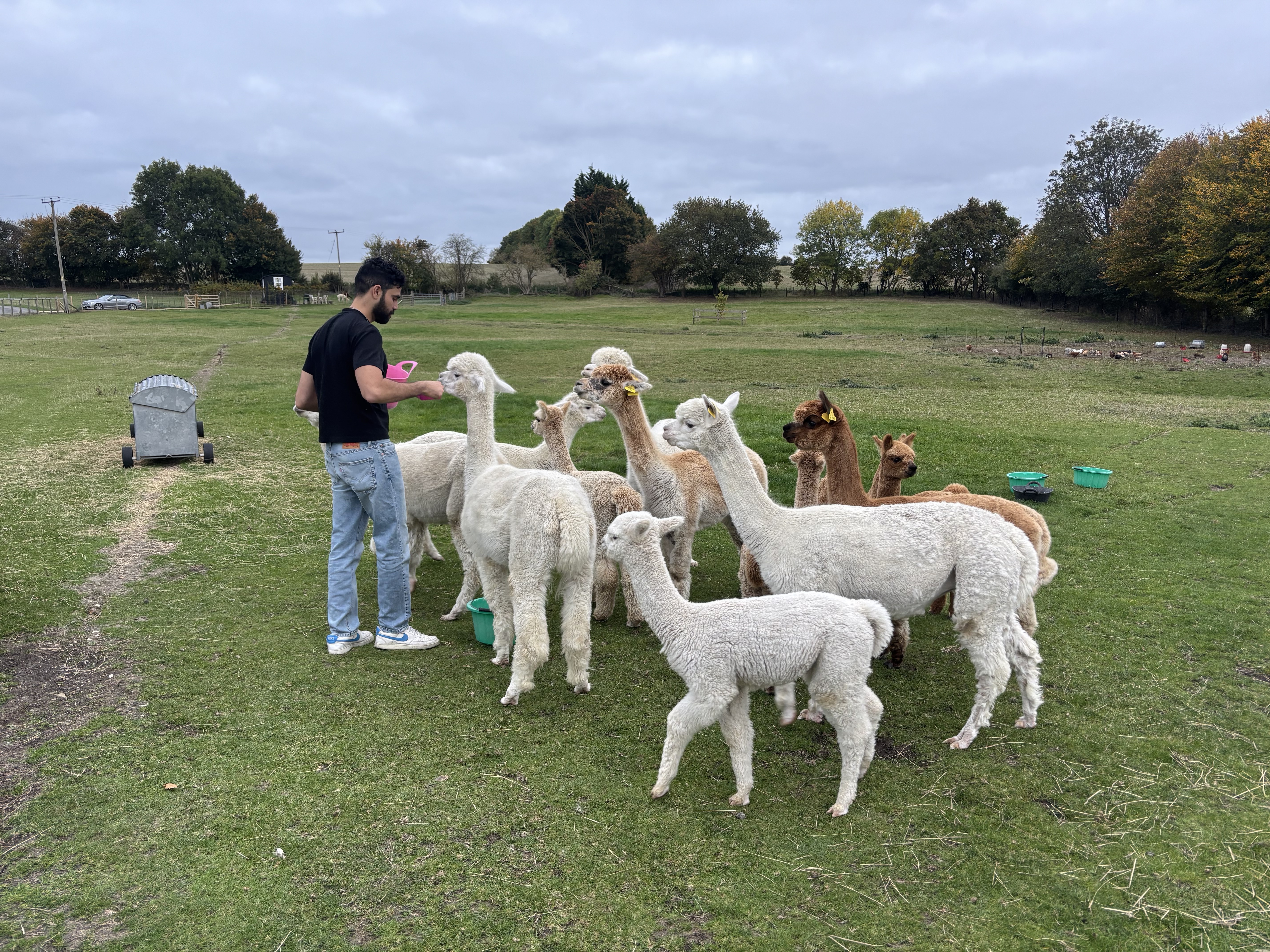 Stoke Grange Farm Alpacas
