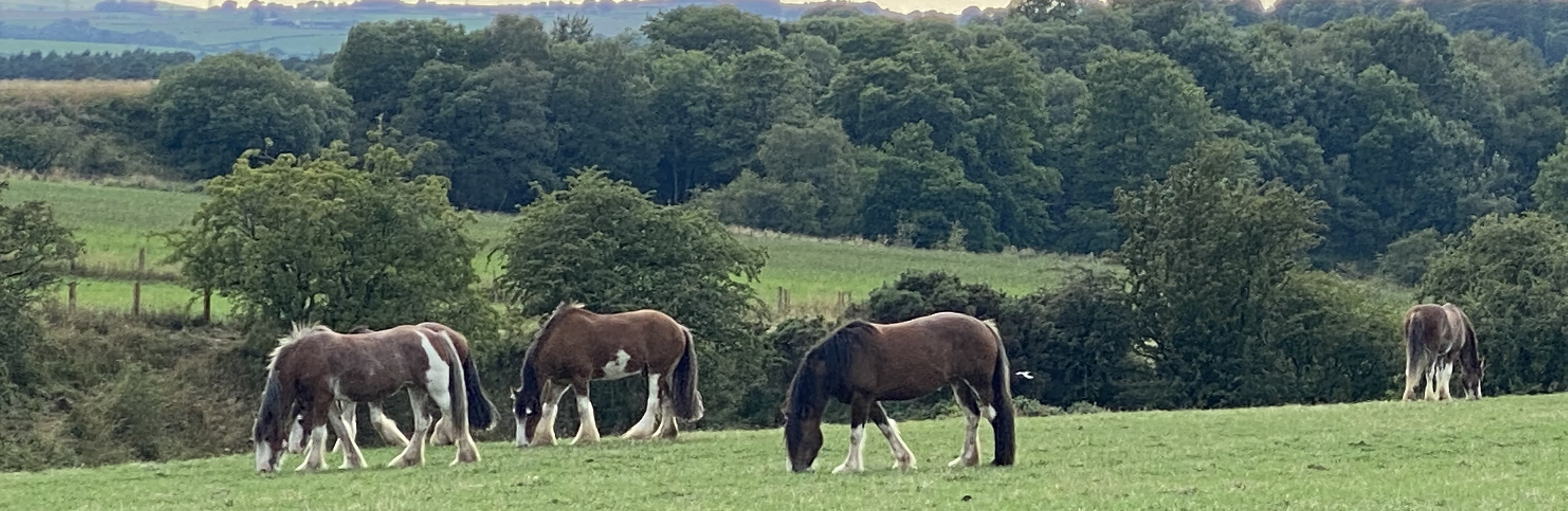 Blackstone Farm