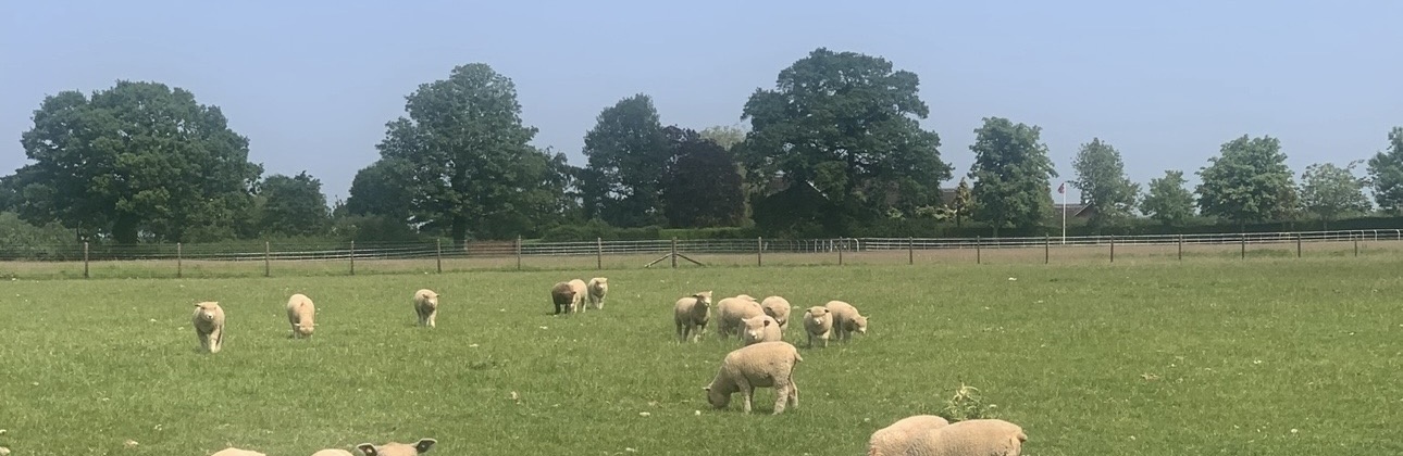 Rouge Farm