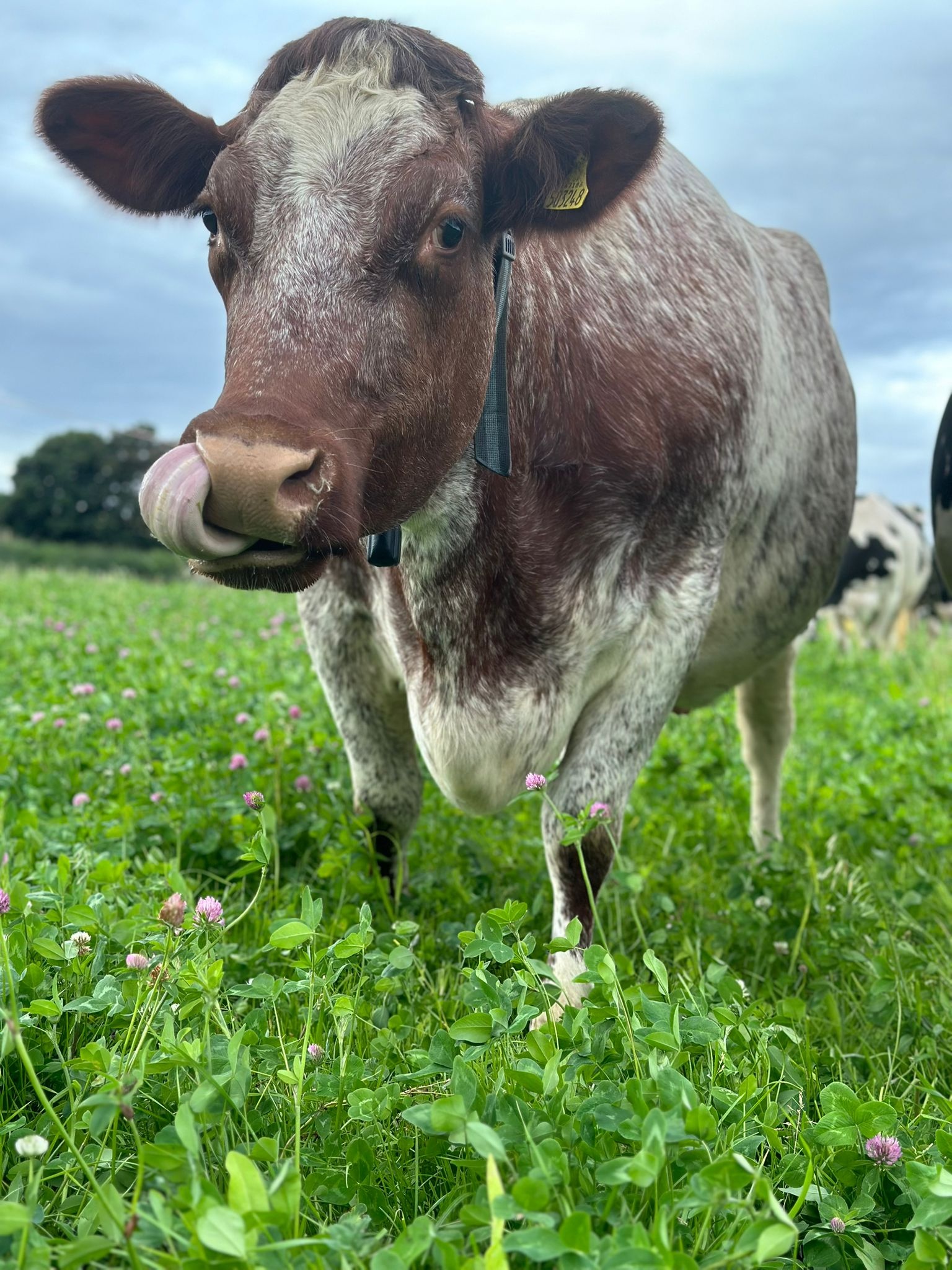 Moobile Milk