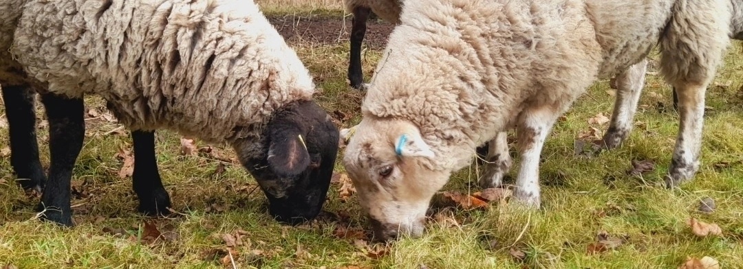 New Lodge Smallholding