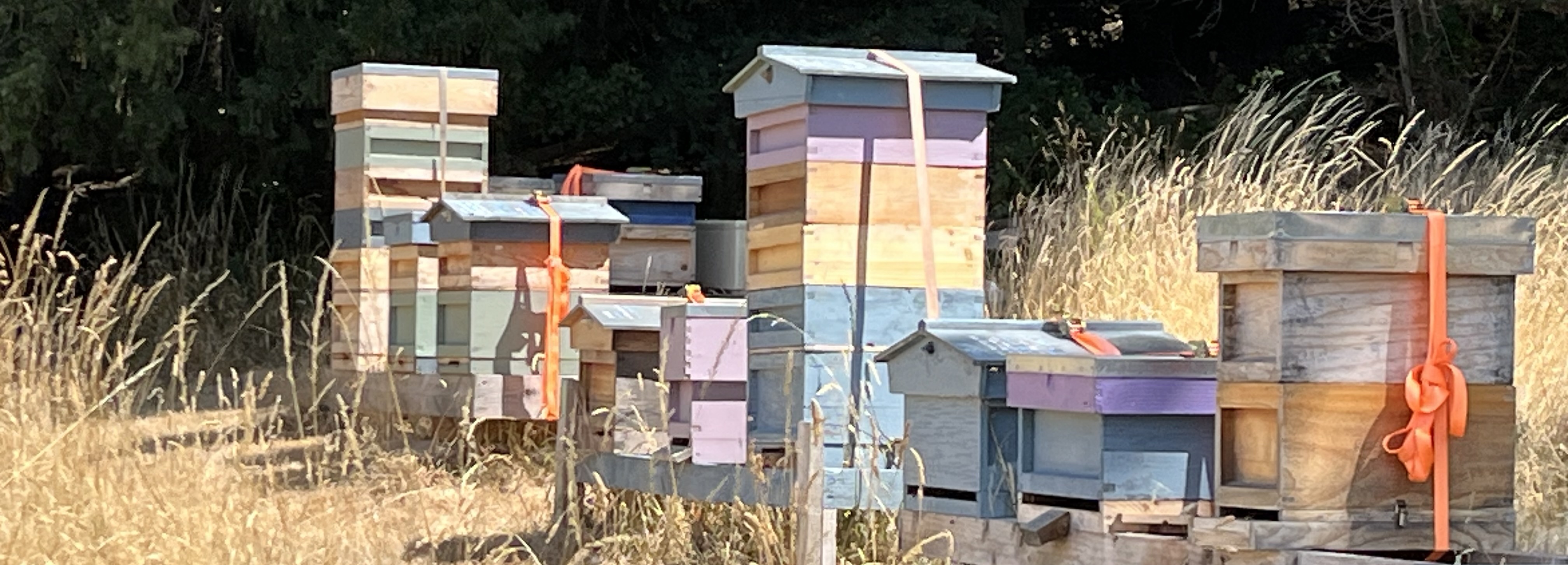Bees in the Borough
