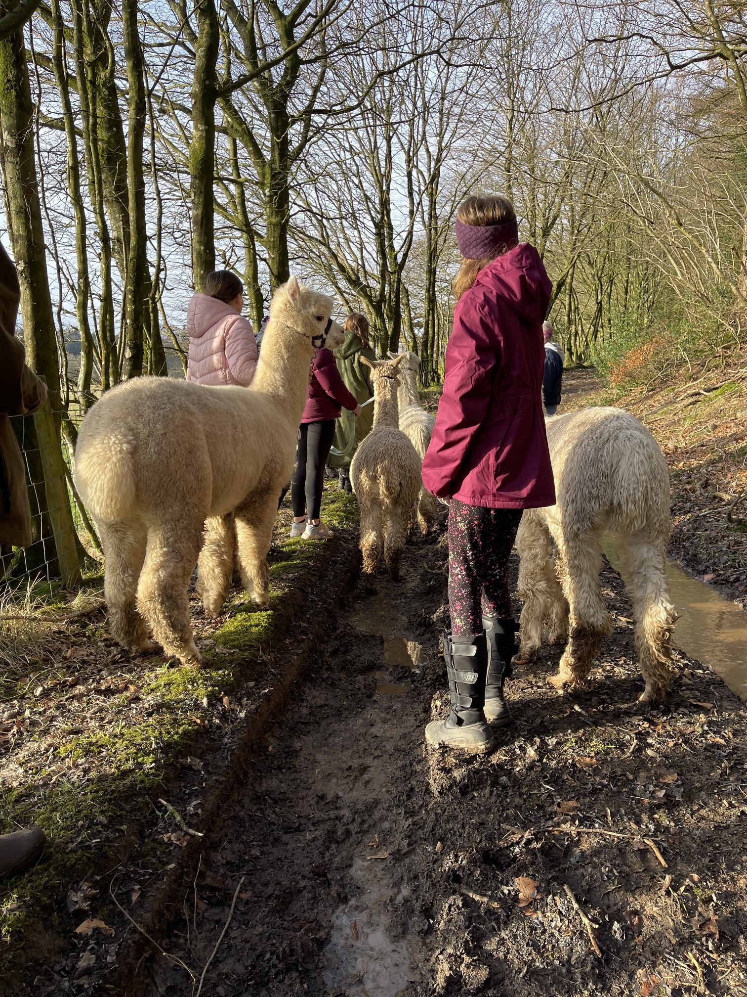Hebbs Alpacas