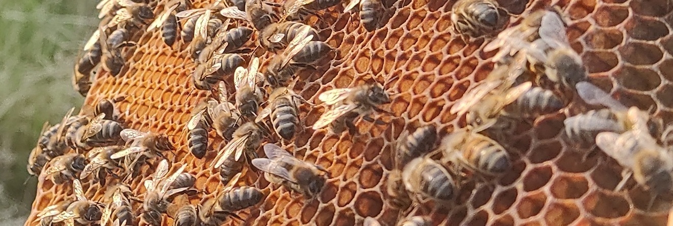 Cherry Tree Hives