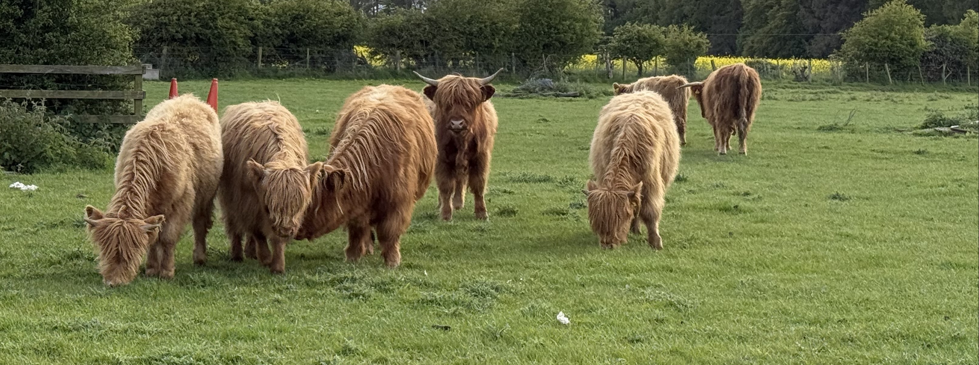 Redsteads Farm