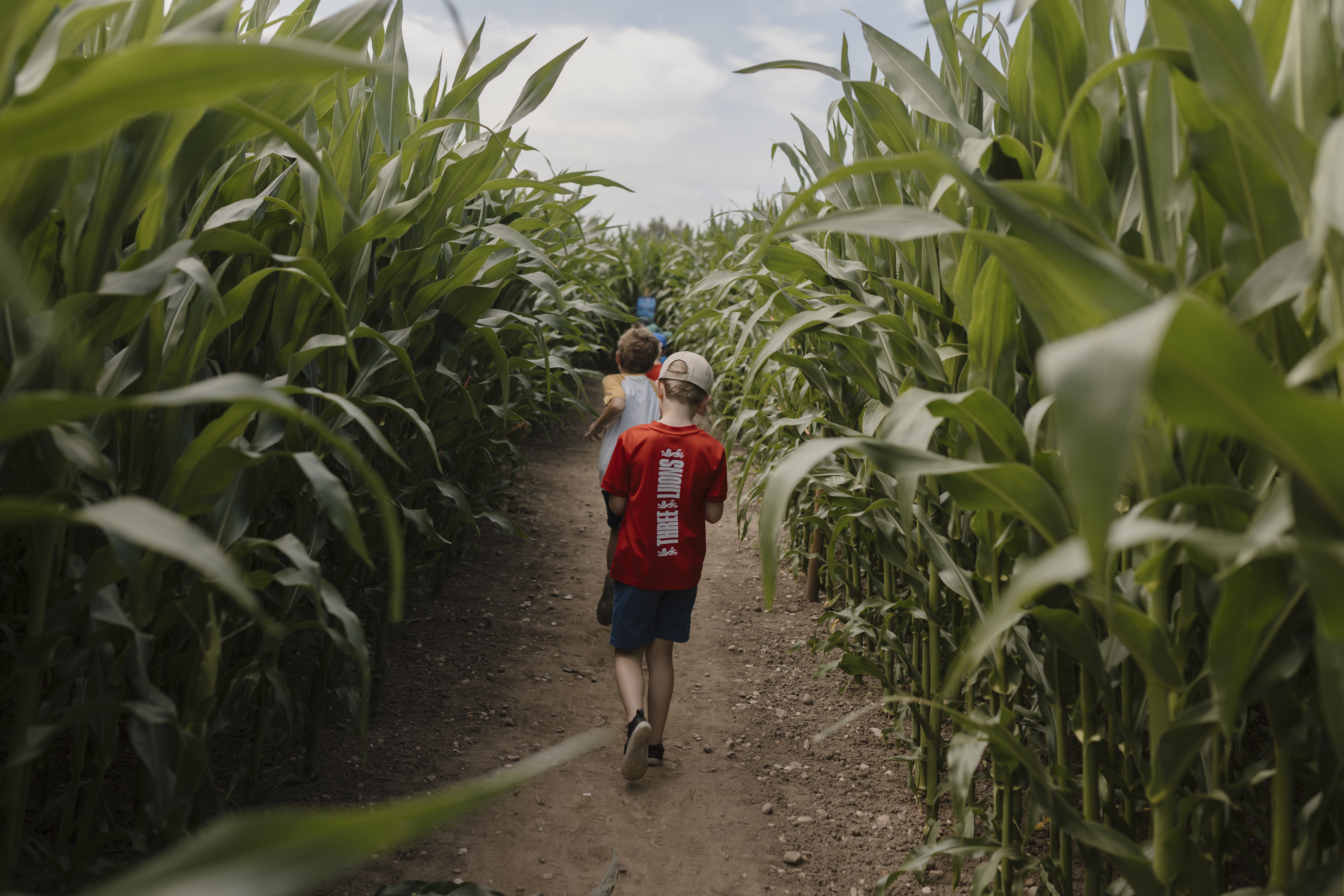 Lichfield Maize Maze
