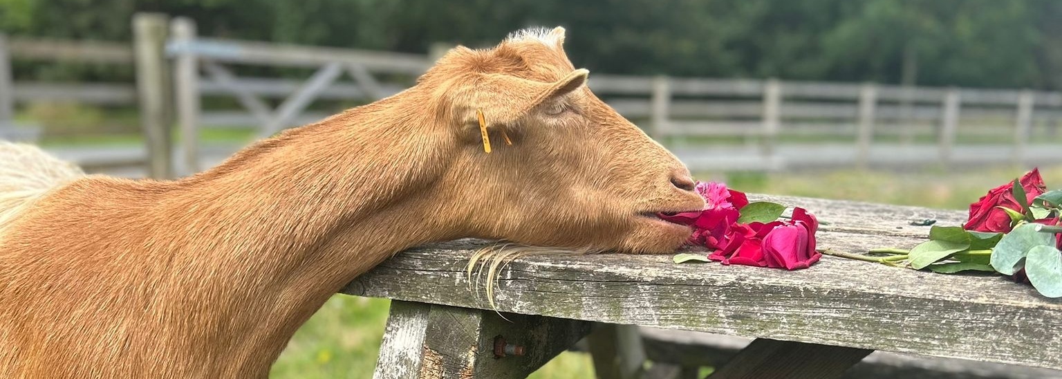 The Giggling Goat Co.