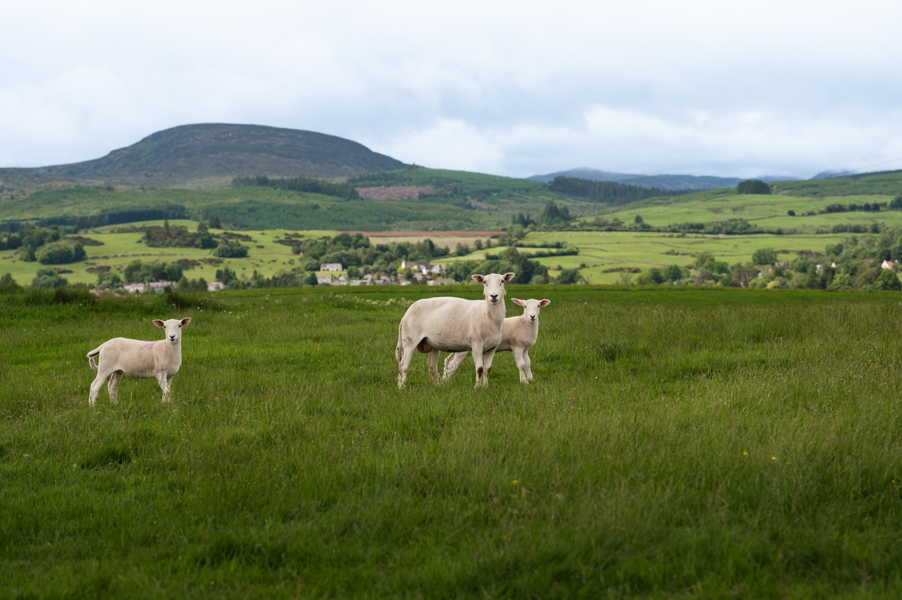 Summerhill Farm Stays