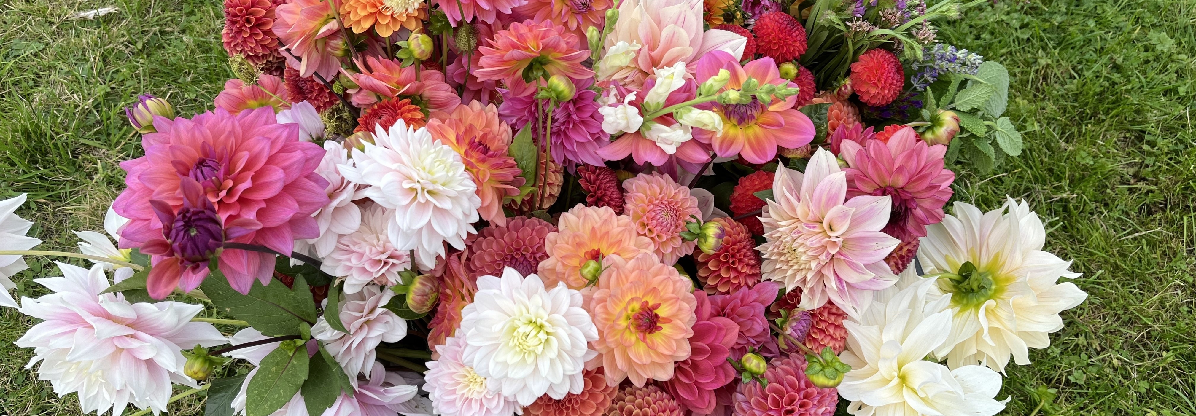 The Petal Paddock - Flower Farm