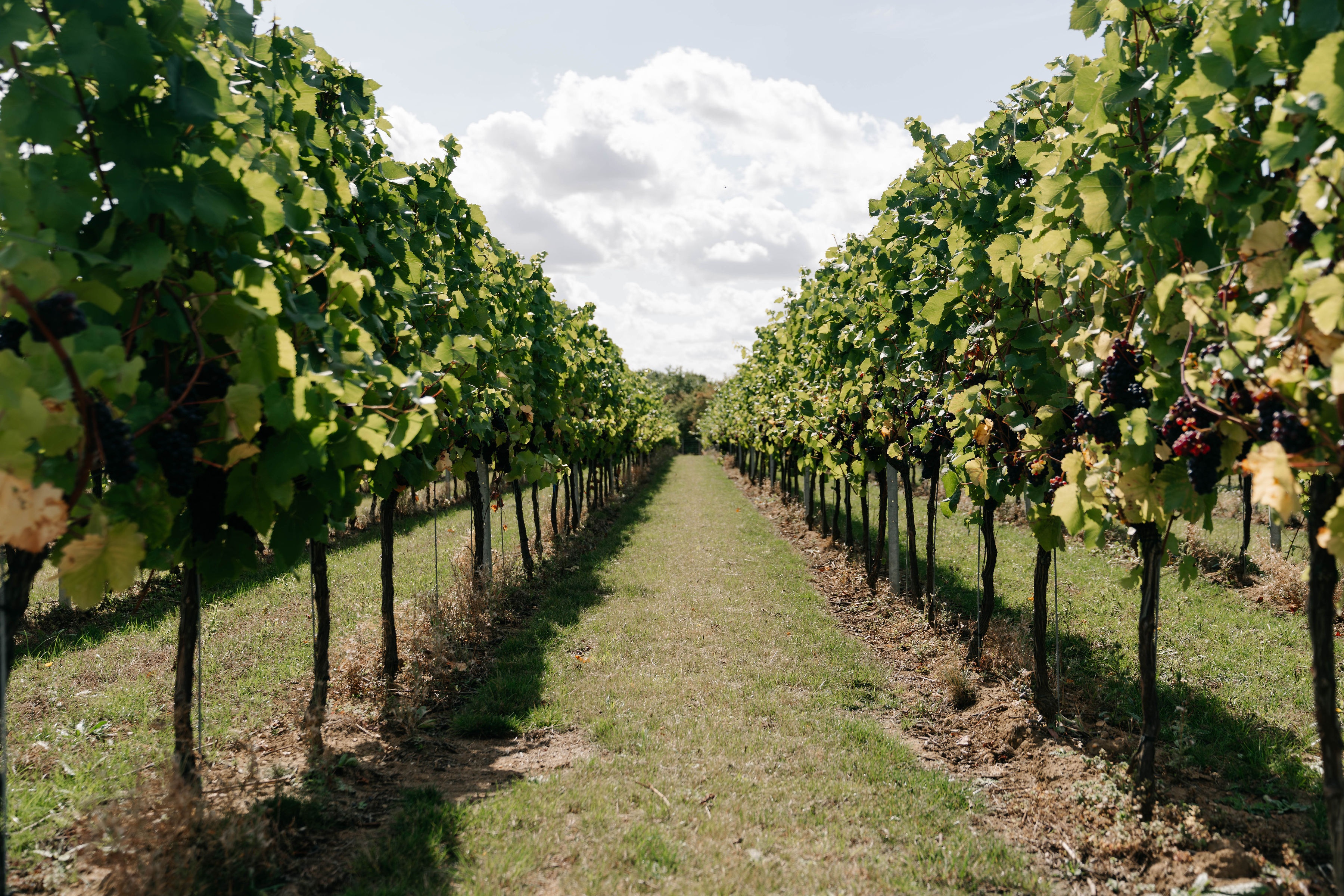 Burnt House Vineyard