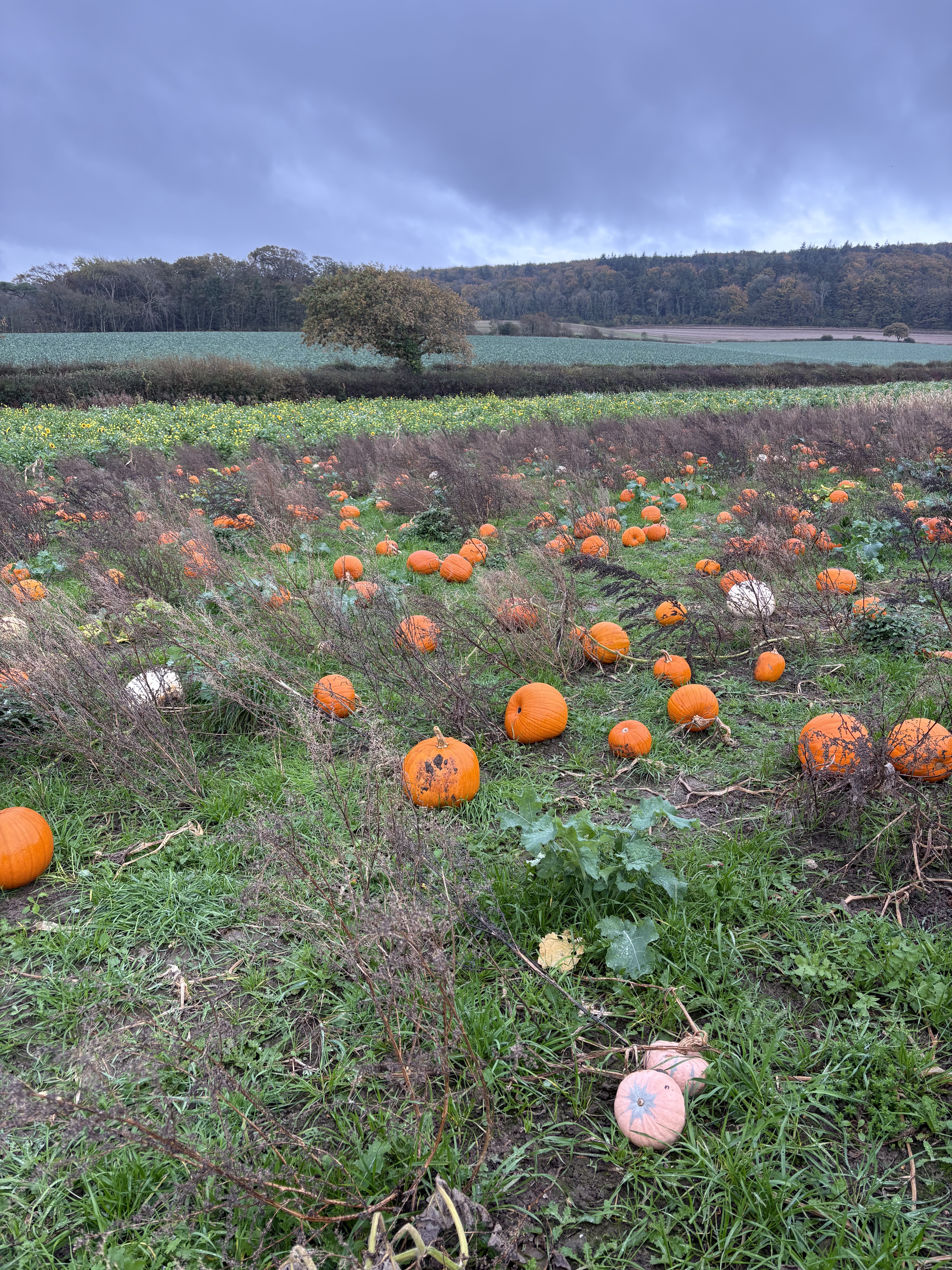 Westover Farm