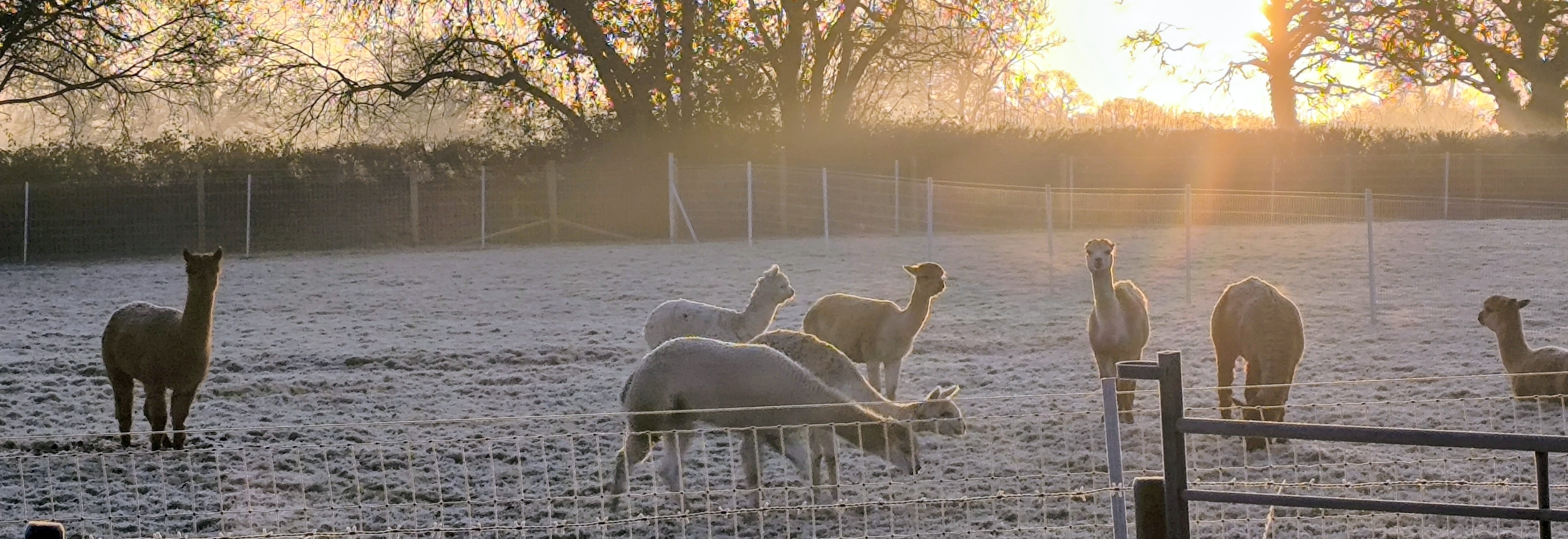 Reservoir Alpacas