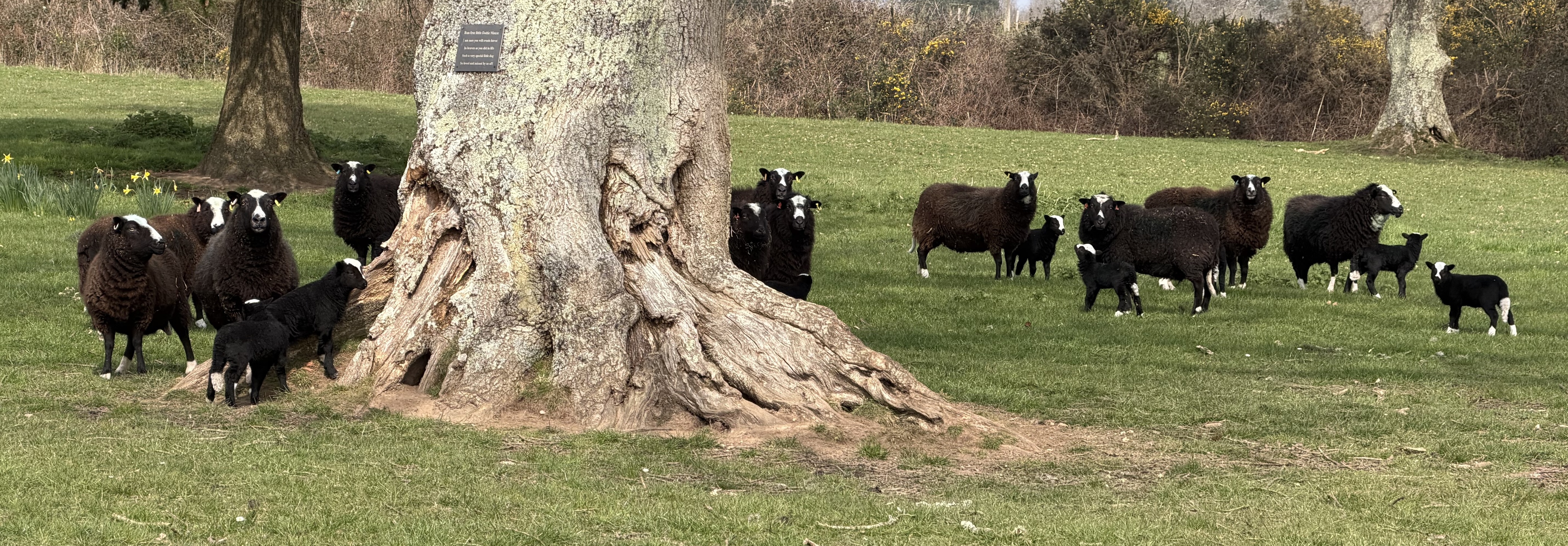 Wedgehill Farm