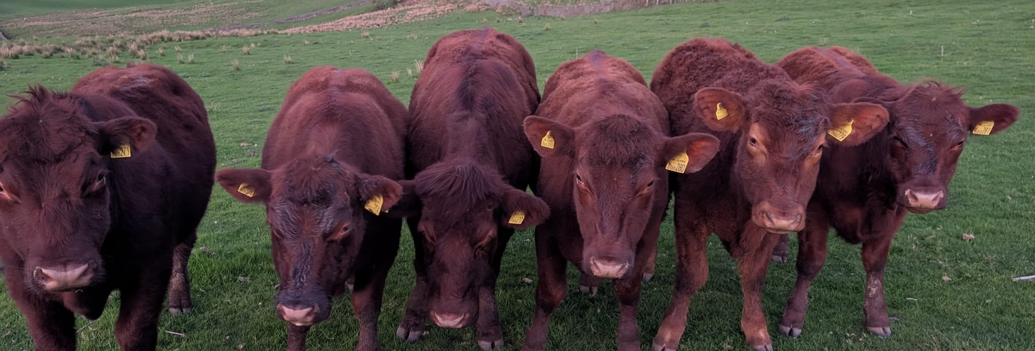 Dingers Hollow Farm