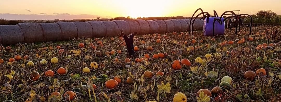 Oxford Farm Pumpkin Patch