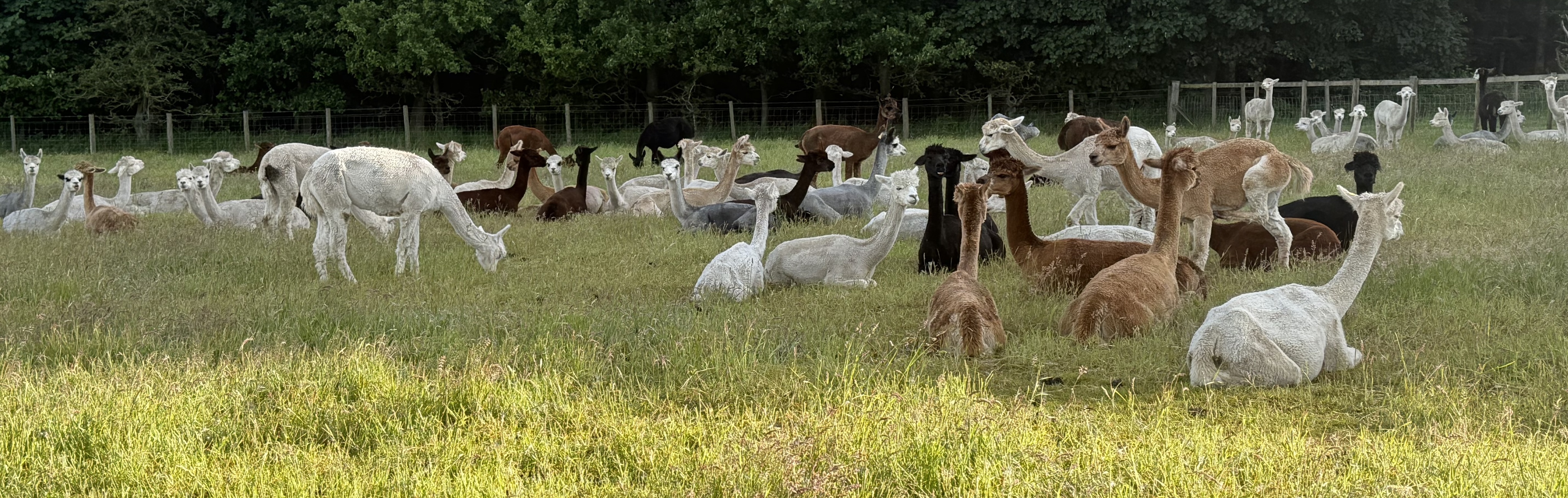 Barnacre Alpacas
