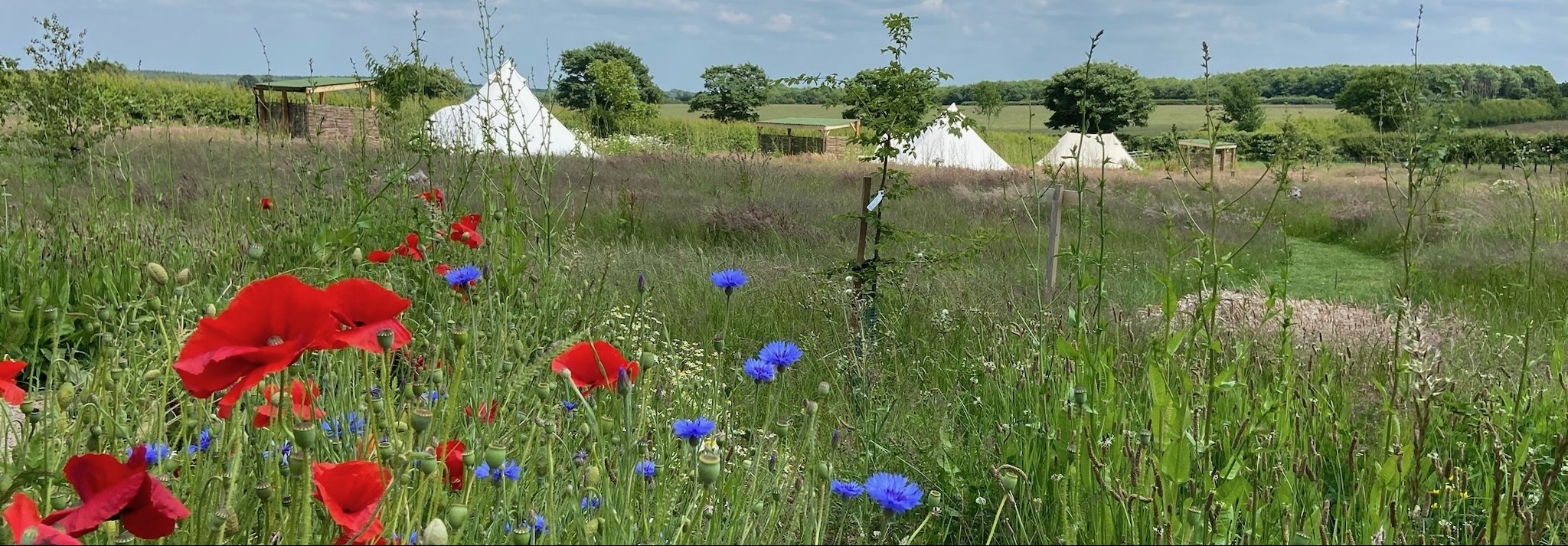 Broadleaves Glamping