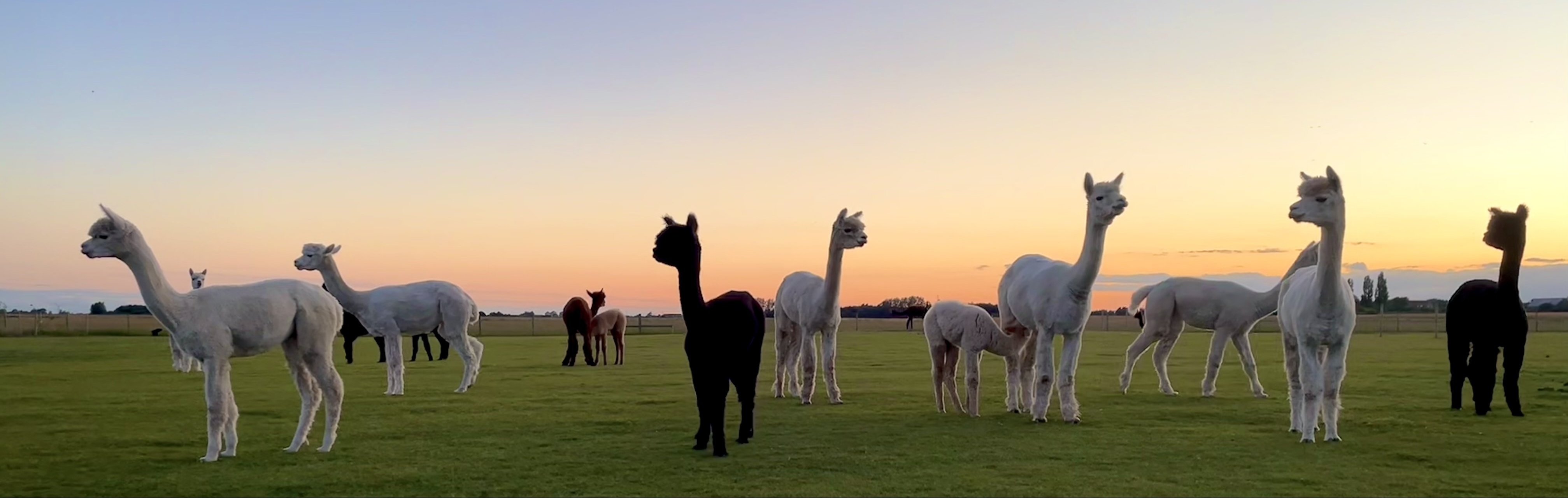 Gorefield Alpacas