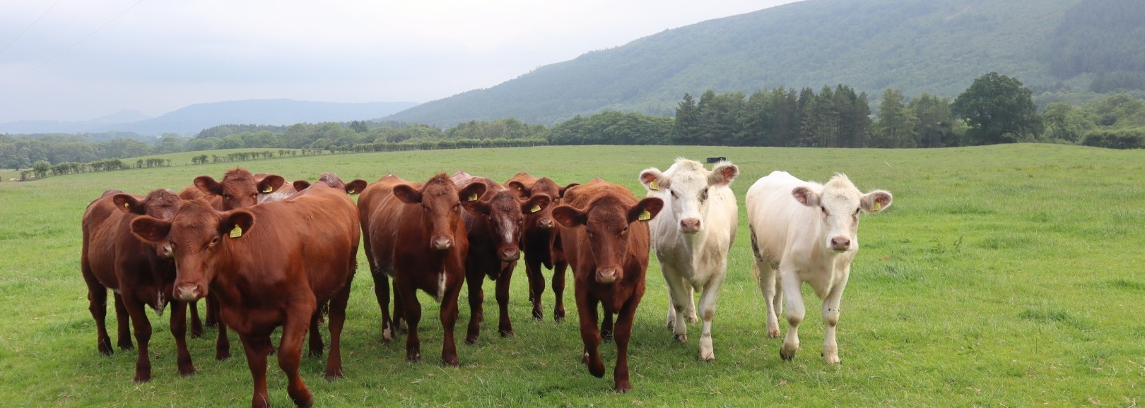New Sheepfold Farm