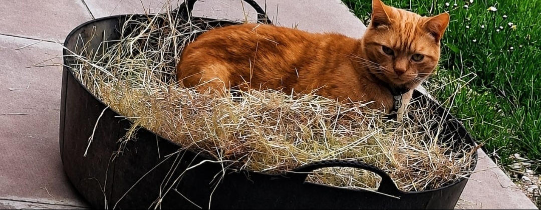 Paws and Claws Mobile Farm