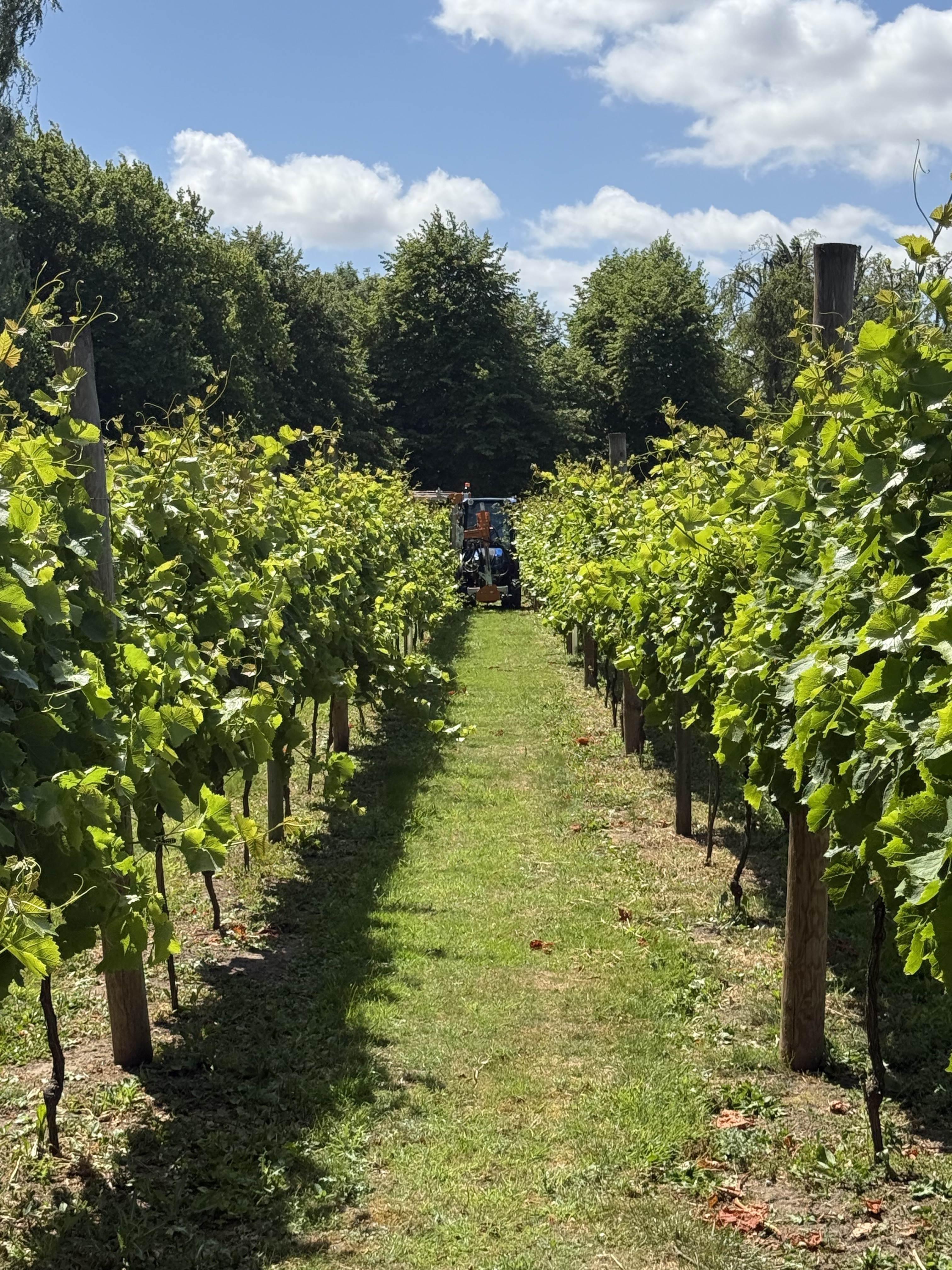 Wressle Vineyard