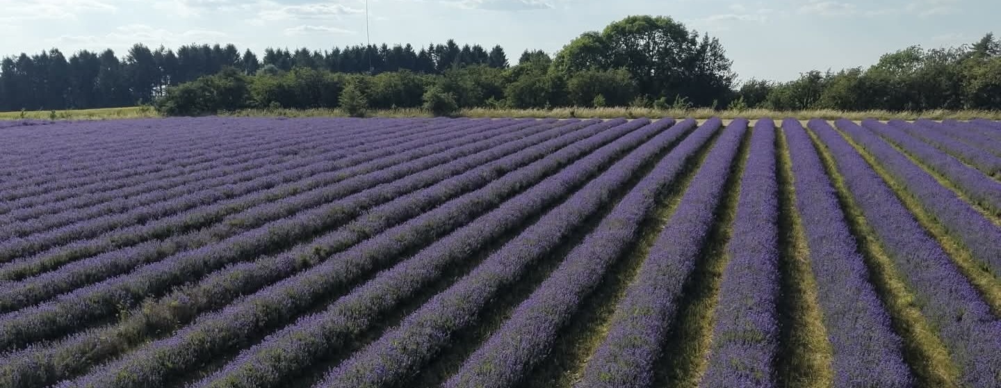 Cotswold Lavender