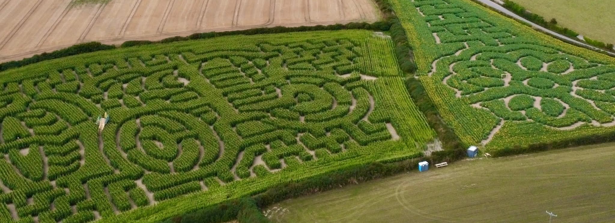 St Merryn Maize Maize & Sunflower Trail