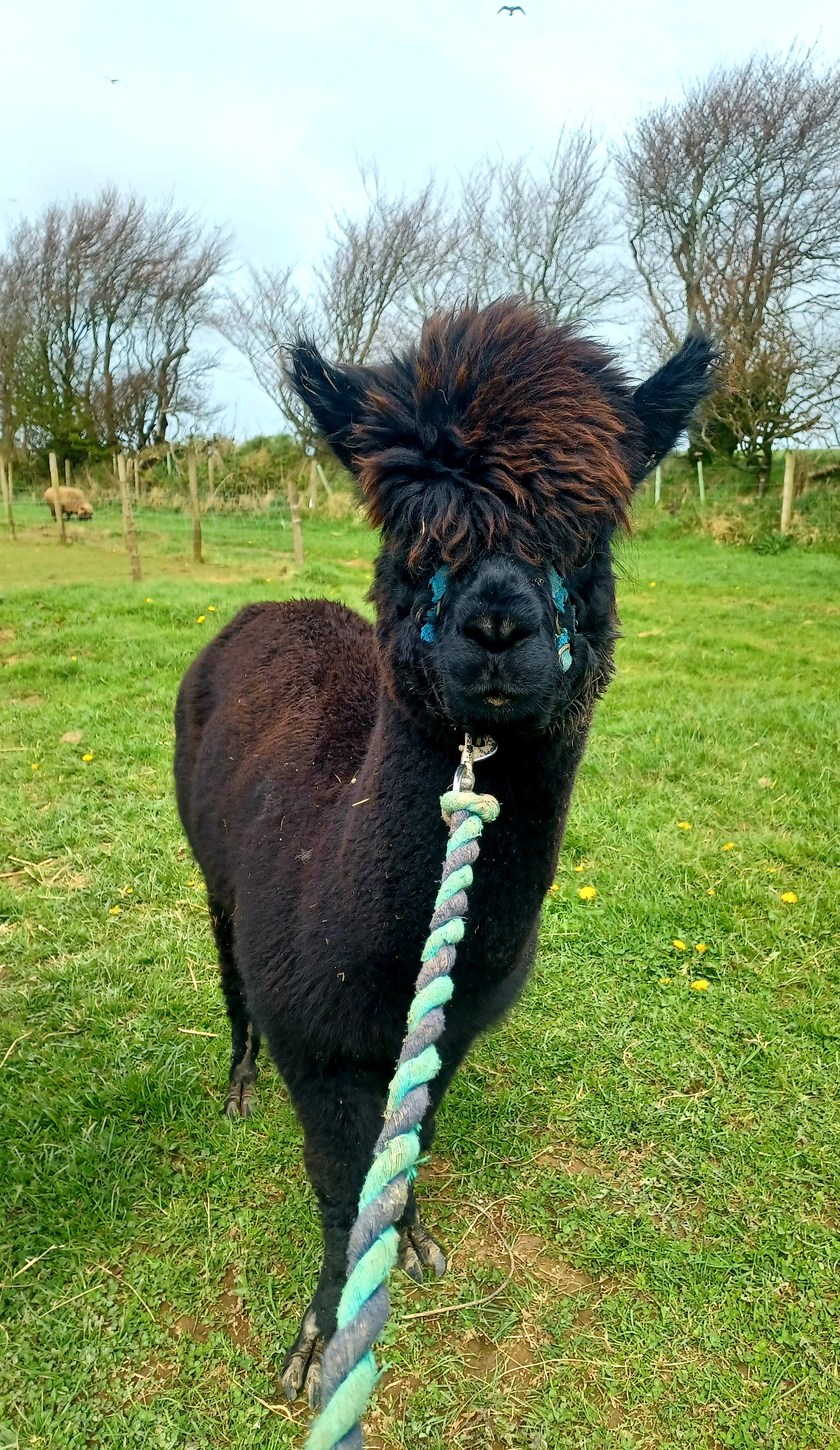 Alpaca walkies