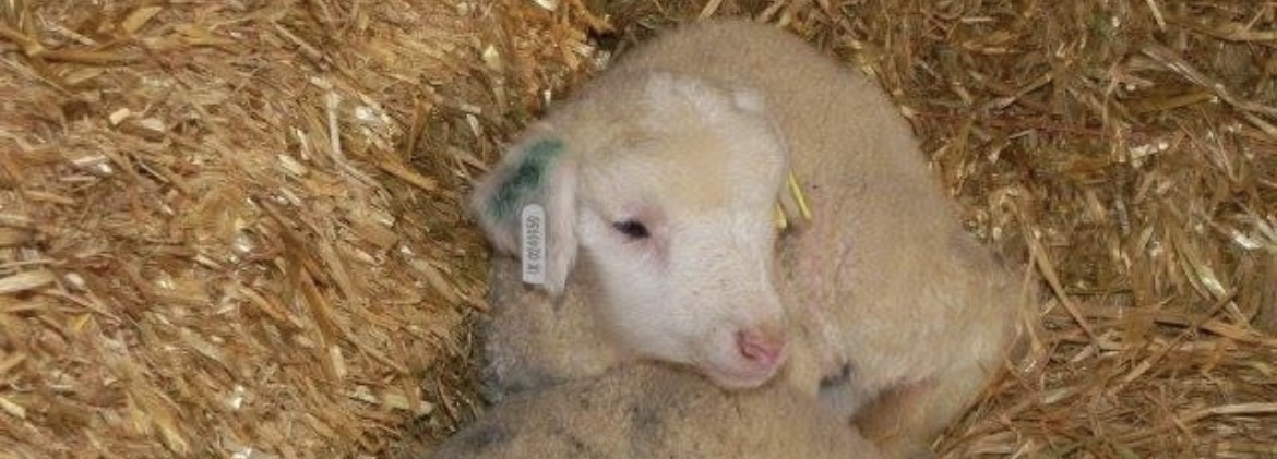 Boydells Dairy Farm