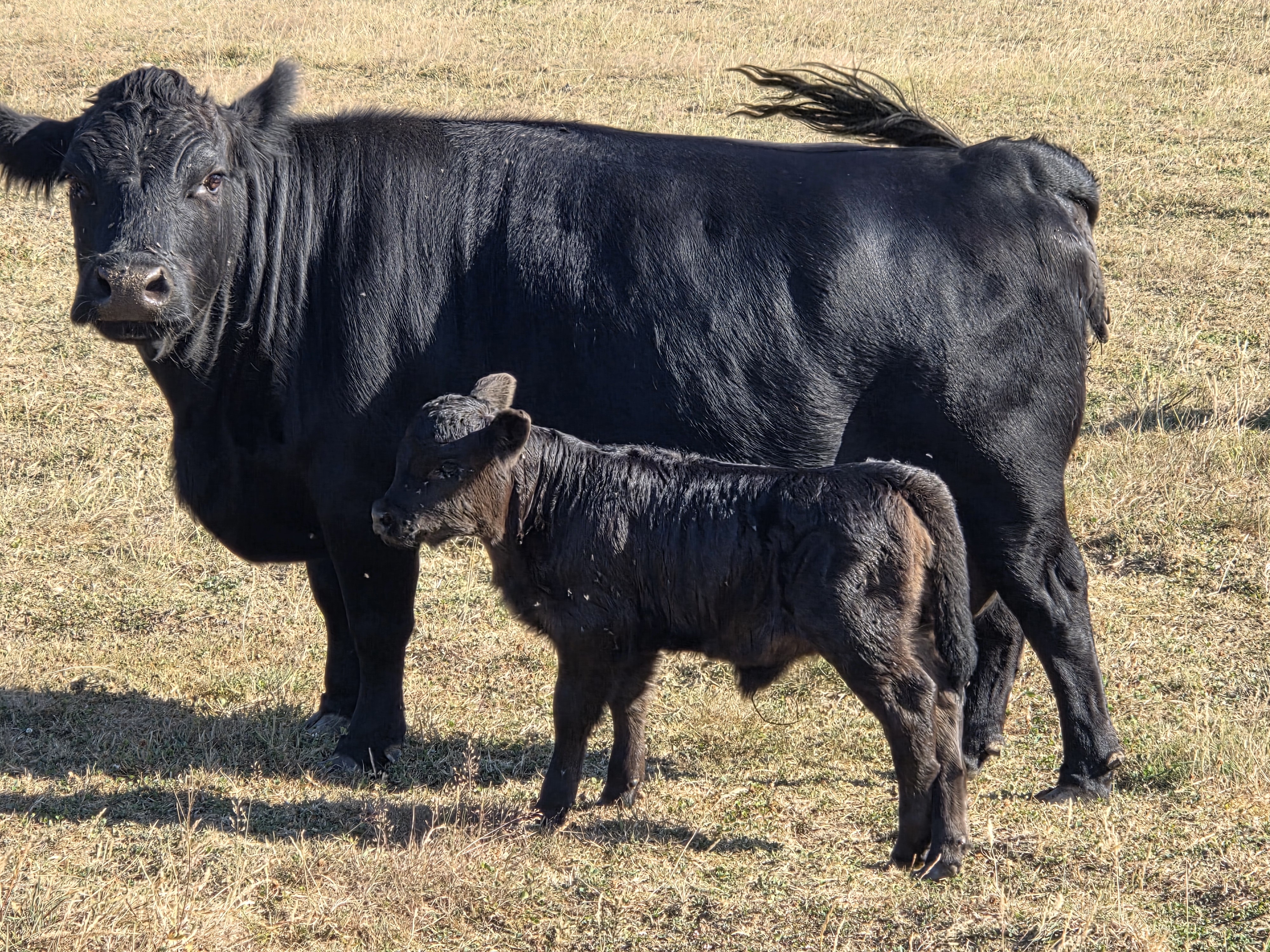 Newlands Farm