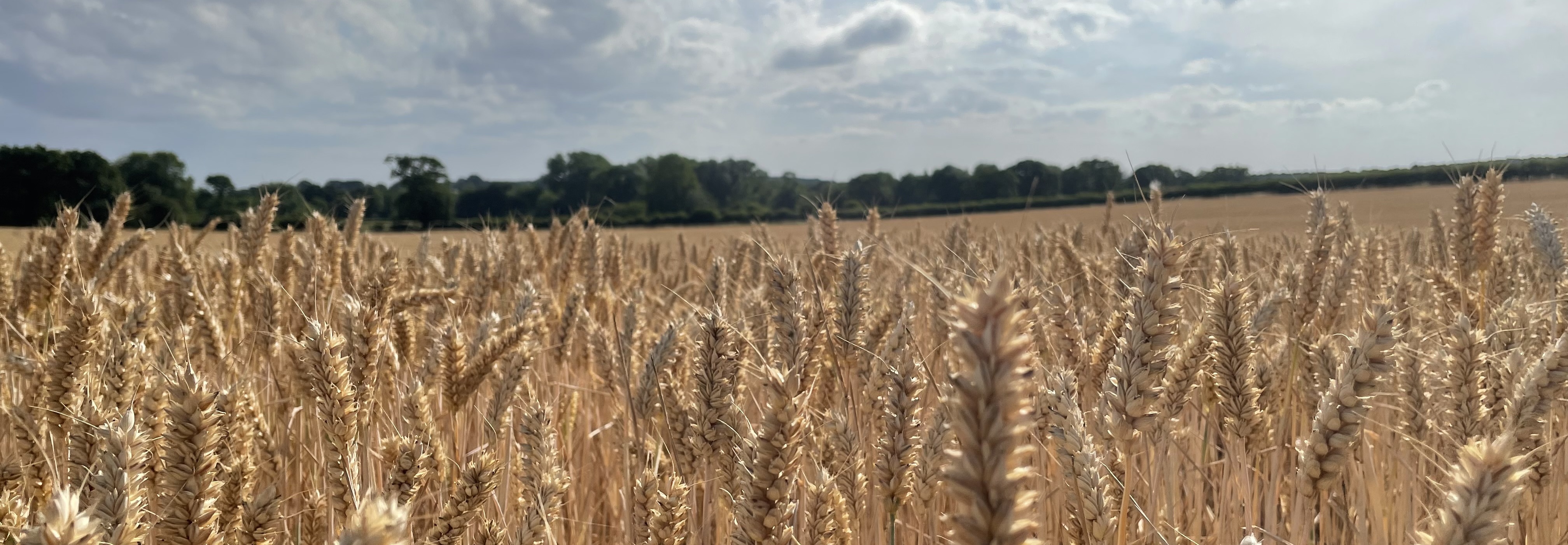 Sparham Hall Farm
