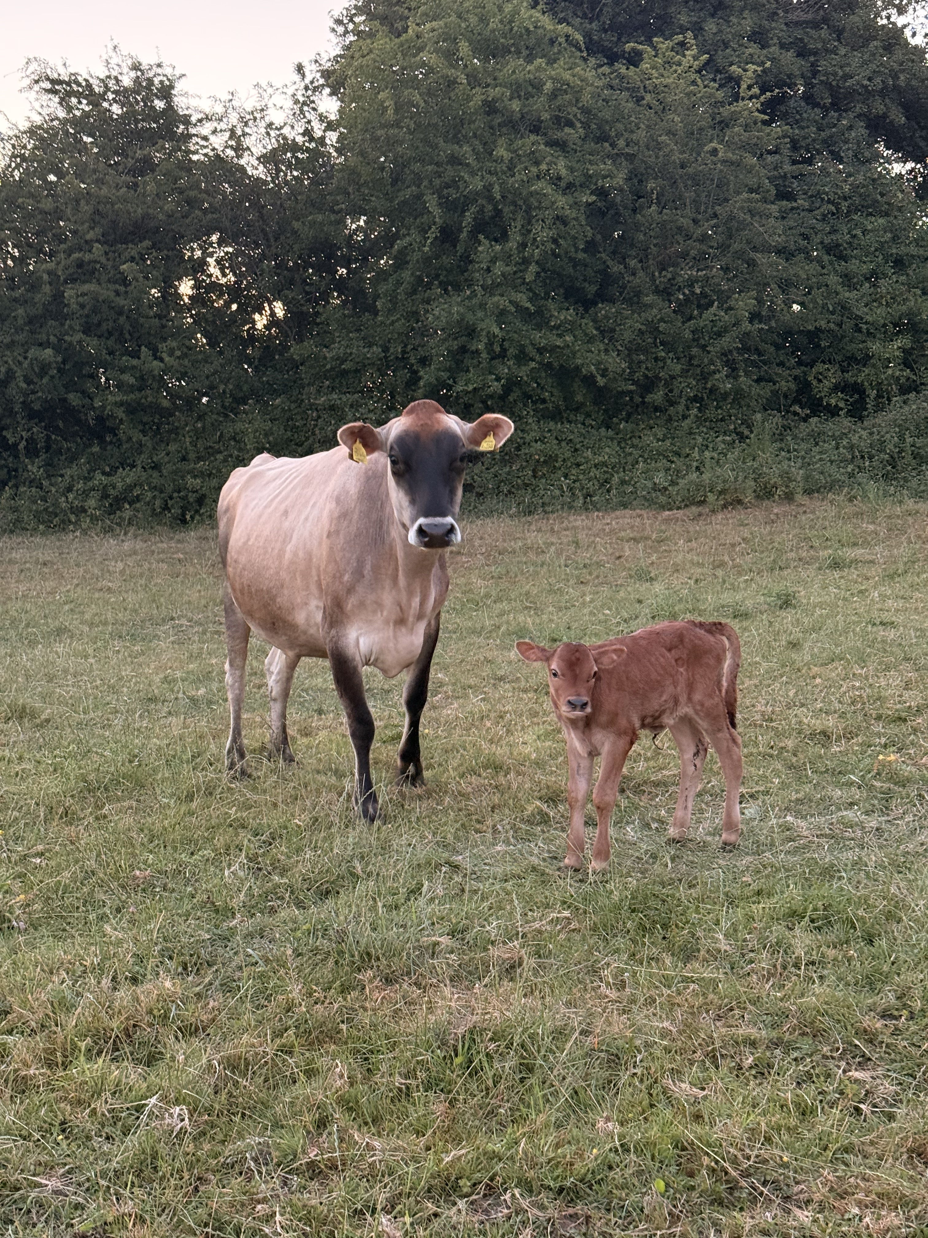 Copse Farm