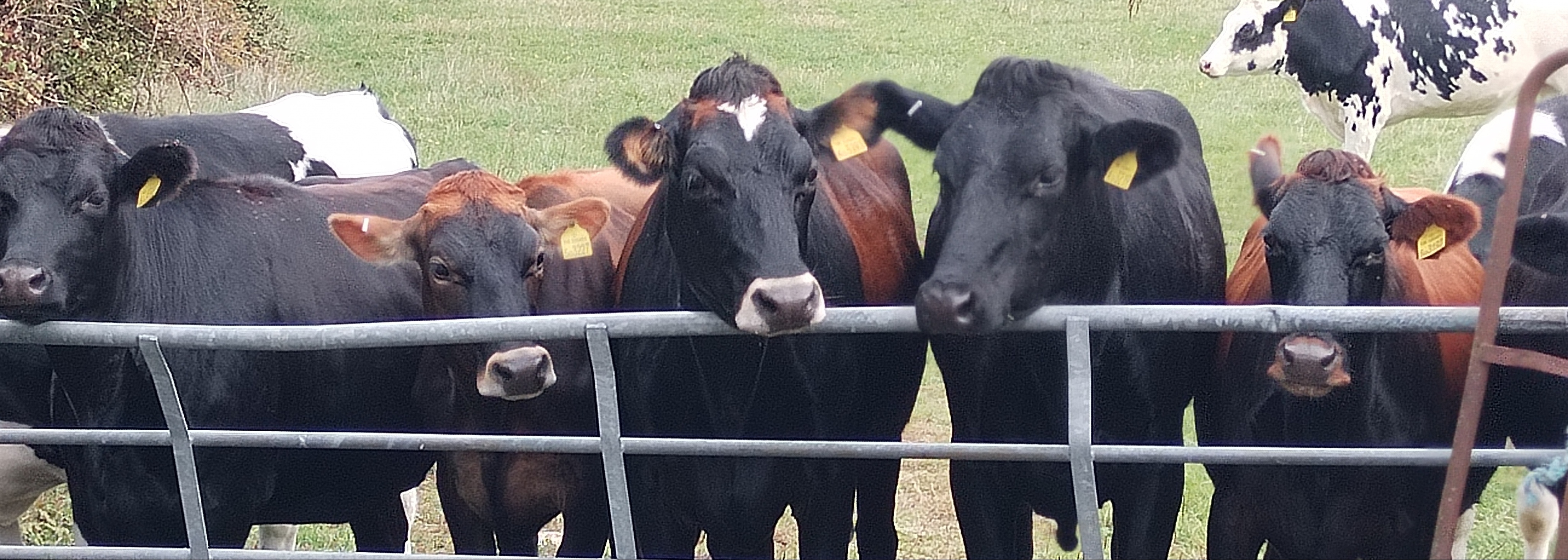 Norton Court Farm