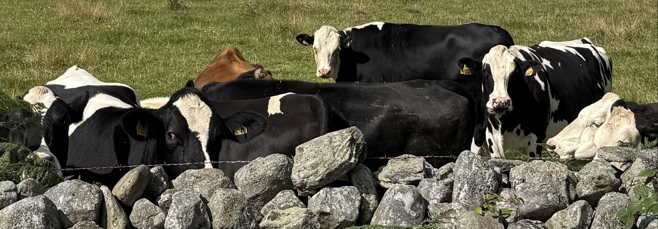Pencoed Fach Farm