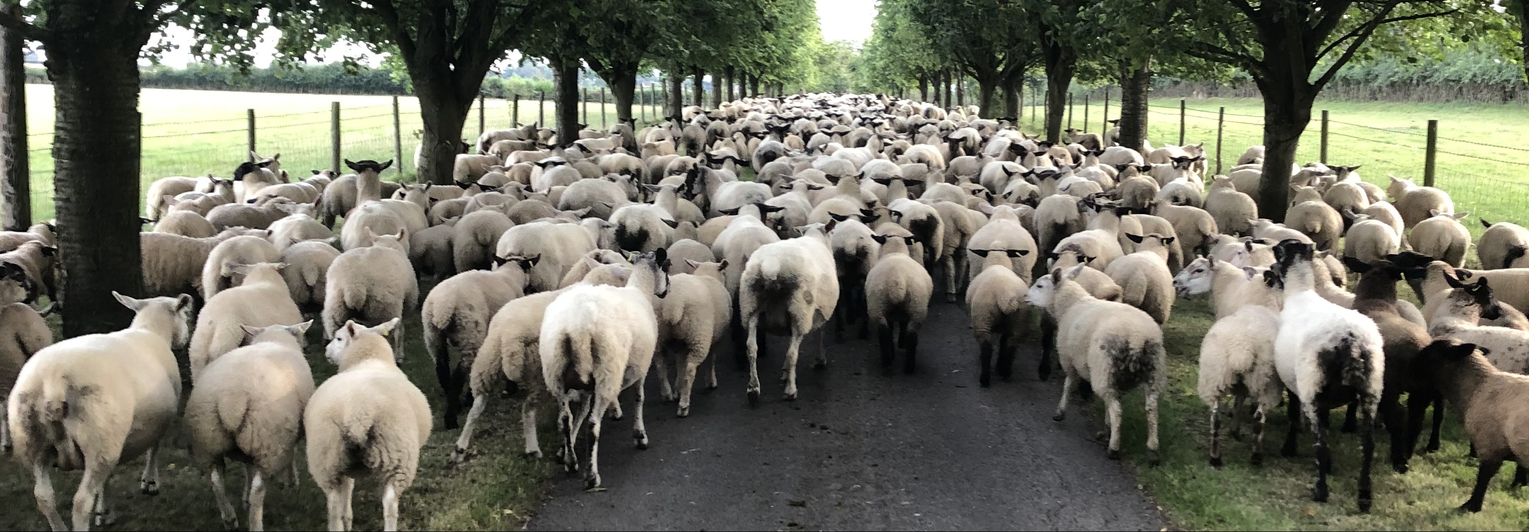Maylands Farm