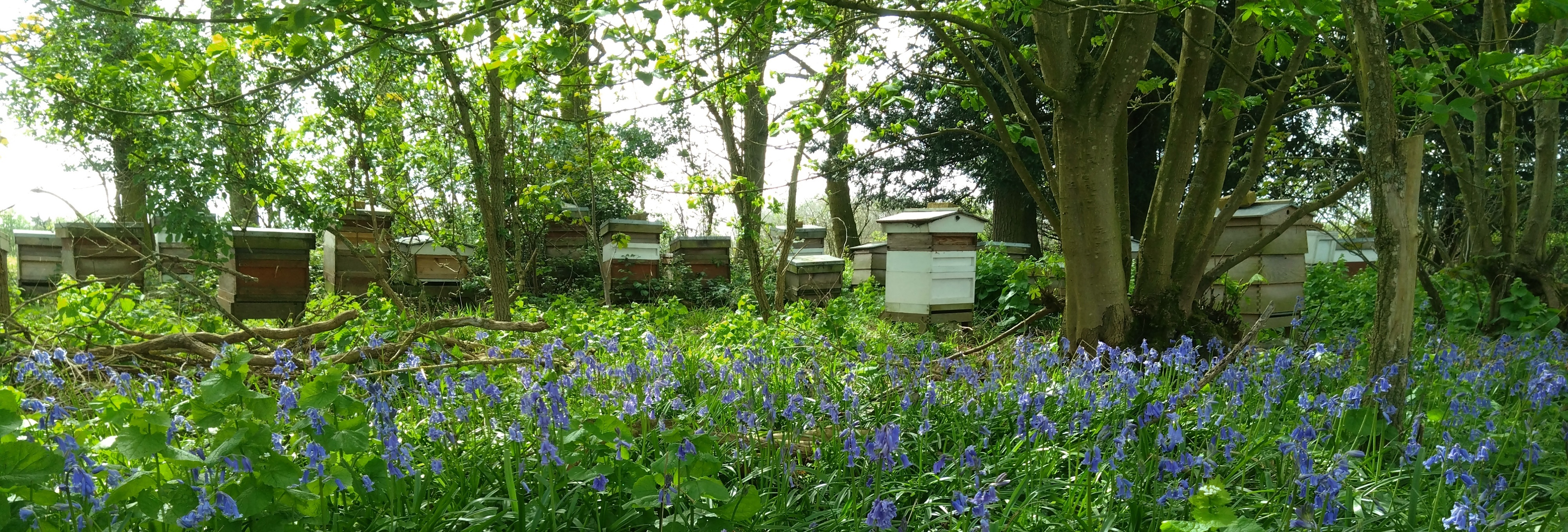 William Owen Bee Farmer