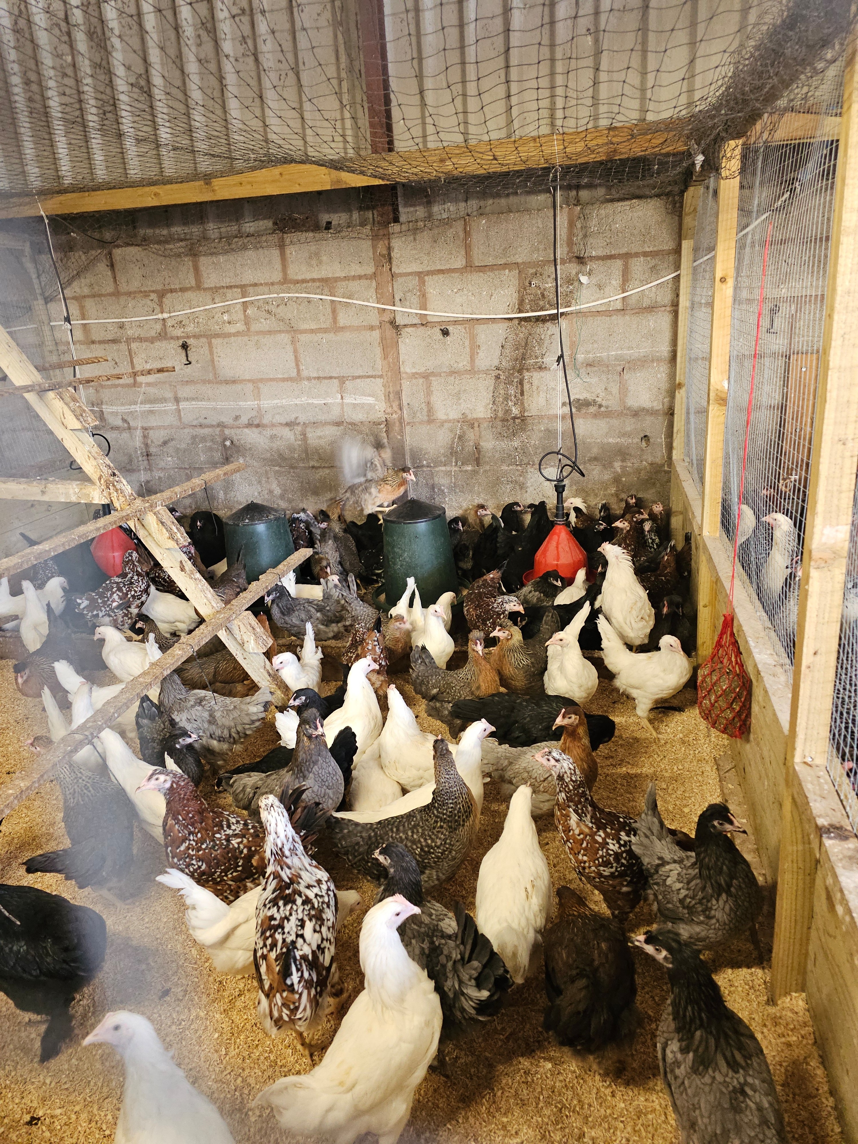Willow Farm Poultry