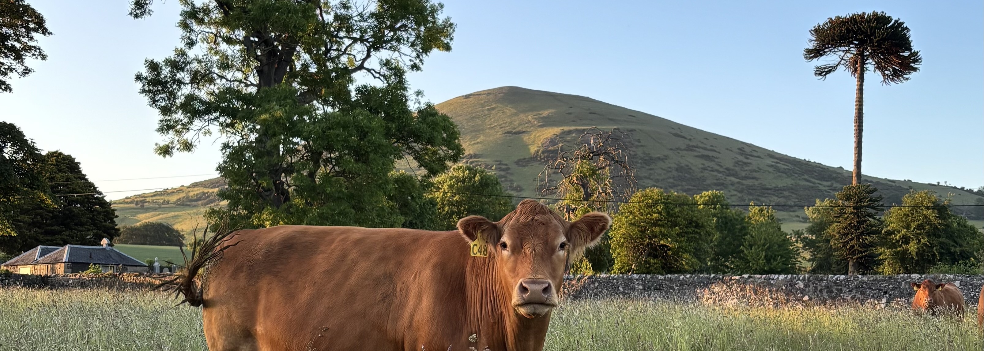Largo Law