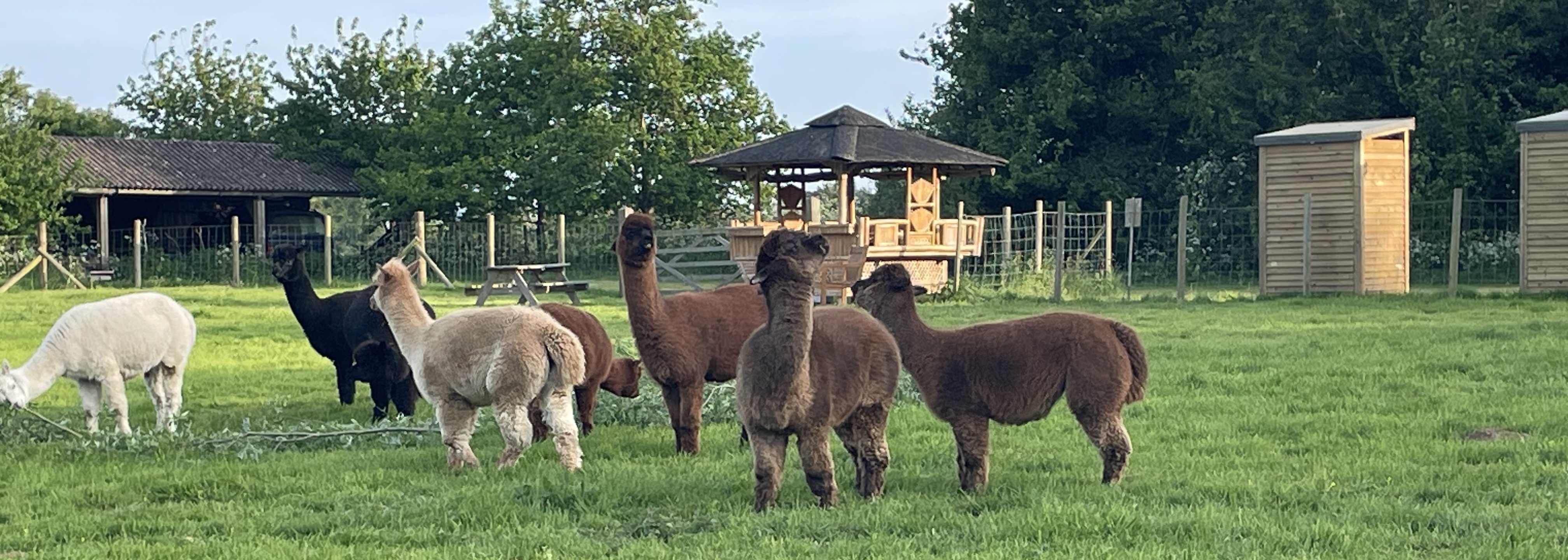 Top Knot Alpacas