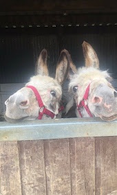 Felley Animal Experiences