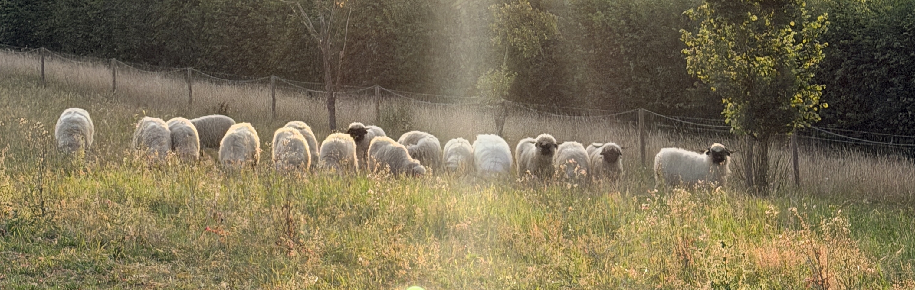 Valais Blacknose Sheep - Berkshire