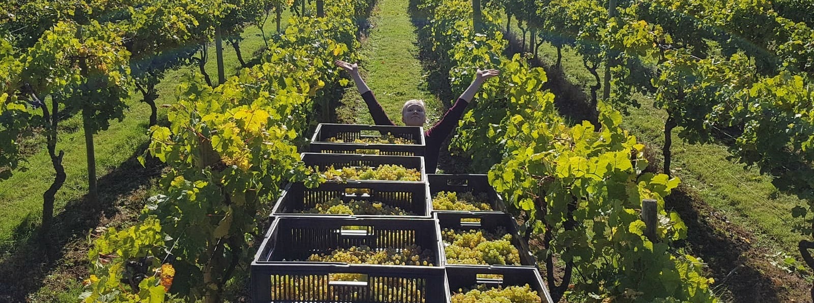 Astley Vineyard